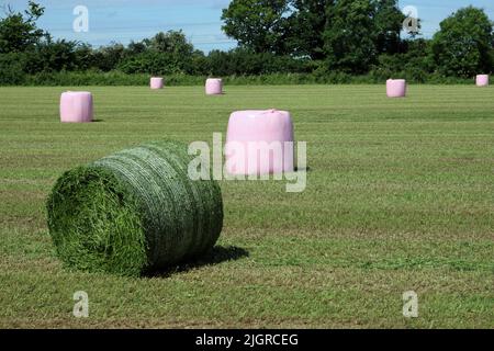 Terreno erboso con rete e plastica rosa avvolto rotonde balle di insilato con uno sfondo sfocato di alberi e una siepe. Foto Stock