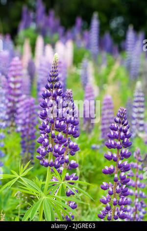 Lupini selvatici che crescono nella Foresta Nera, Germania Foto Stock