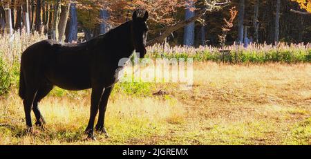 Un cavallo nero domestico (Equus ferus caballus) nel prato Foto Stock