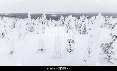 Vista aerea su un trekking femminile nel mezzo di alberi innevati di Lapponia nuvolosa Foto Stock