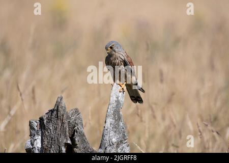 Gheppio comune maschile (Falco tinnunculus), arroccato su ceppo di albero, York, Regno Unito. Foto Stock