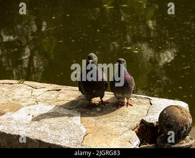 Un paio di piccioni urbani selvatici (Columba livia domestica) nel periodo del corteggiamento. Foto Stock