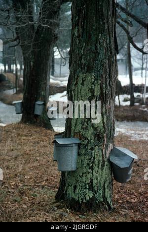 I secchielli di raccolta sap di acero di inverno sono montati sugli alberi in Vermont in preparazione per fare lo sciroppo di acero Foto Stock