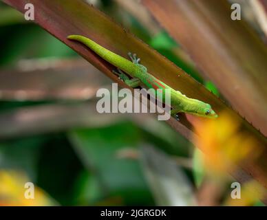 Giorno Gecko sullo stabilimento di Aloe Foto Stock