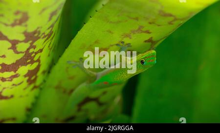 Giorno Gecko sullo stabilimento di Aloe Foto Stock