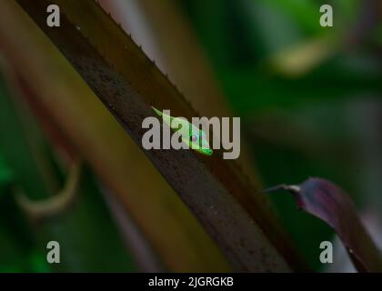 Giorno Gecko sullo stabilimento di Aloe Foto Stock