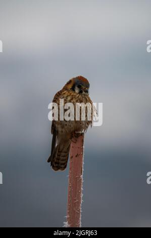 Un colpo verticale del passero della casa sul legno in una giornata nuvolosa Foto Stock