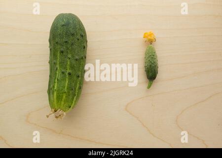Grande cetriolo e gherkin con fiore giallo su asse di legno. Fresco due cetrioli interi: Uno è grande, secondo è piccolo. Confronto dimensioni. Verde sano Foto Stock