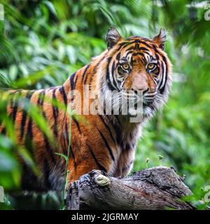 Primo piano di una tigre Sumatran nella giungla Foto Stock