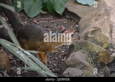 Primo piano di un cervi di mouse Java (Tragulus javanicus) che cammina a terra Foto Stock