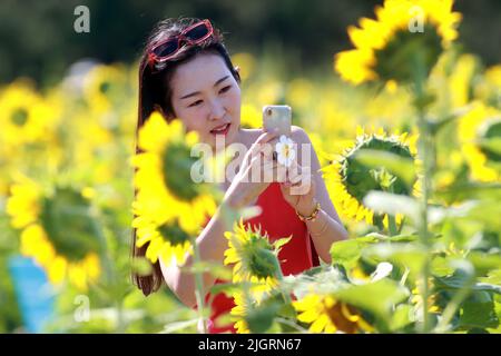 Raleigh, Carolina del Nord, Stati Uniti. 12th luglio 2022. YEJI DONG, di Cary, NC scatta una foto in una zona di cinque acri di girasoli nel Dorothea Dix Park a Raleigh, NC. Per il 2022, a metà maggio sono stati piantati quasi 200.000 semi di girasole Clearfield. In genere in fiore per 2 settimane, la città di RaleighÂ raccoglierà i girasoli per creare migliaia di galloni di biodiesel, che viene poi trasformato in carburante per far funzionare trattori, rimorchi e attrezzature agricole. Il campo serve anche come un enorme habitat impollinatore per api e altri insetti. (Credit Image: © Bob Karp/ZUMA Press Wire) Foto Stock