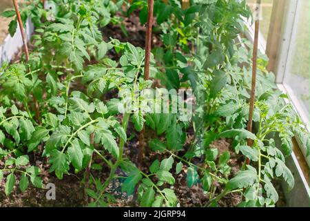 i giovani cespugli di pomodori verdi crescono in una serra in una giornata di sole Foto Stock