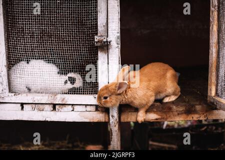 Due conigli seduti in gabbie Foto Stock