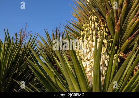 Yucca gigantea (Yucca elephantipes, Yucca guatemalensis) è una specie di yucca originaria del Centro America. Foto Stock