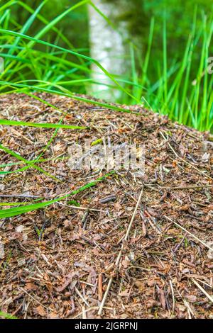 Formica collina con un sacco di formiche in splendida vista panoramica naturale su palude palude palude tra alberi di piante verdi nella foresta di Pipinsburg a Geestl Foto Stock