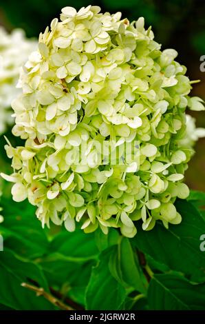 La panicola hydrangea (Hydrangea paniculata), anche conosciuta come PeeGee hydrangea, o hydrangea limelight, è illustrata, luglio 10 2022, in Mobile, Alabama. Foto Stock