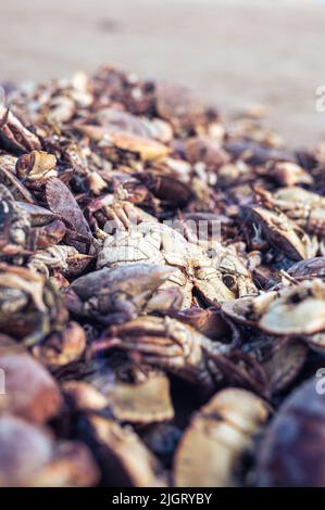 un grande mucchio di granchi morti. Foto di alta qualità Foto Stock
