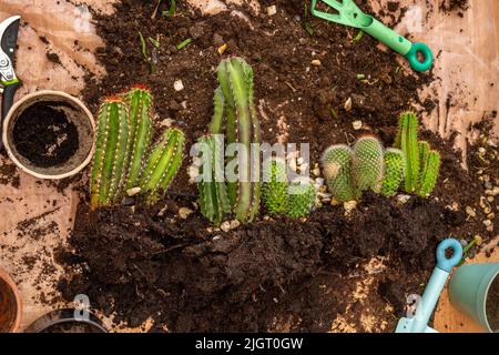 Palline di radice con vari tipi di cactus del cervo, vasi e attrezzi per trapiantarli Foto Stock
