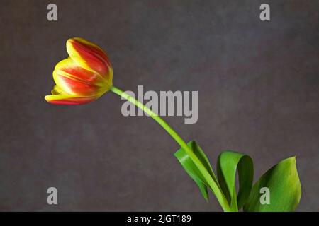 Un bel tulipano domestico di colore rosso e giallo su uno sfondo semplice. Foto Stock