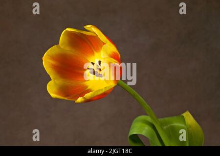 Un bel tulipano domestico di colore rosso e giallo su uno sfondo semplice. Foto Stock