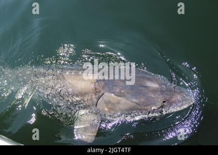 White Sturgeon nel fiume Columbia Foto Stock