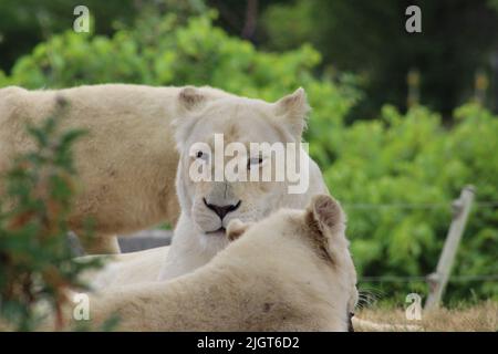 Leone seduto nello Zoo Foto Stock