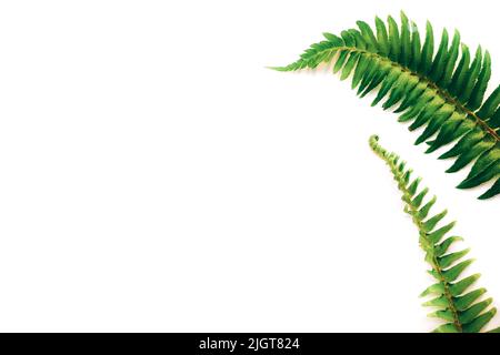 Struttura a rami Fern isolata su sfondo bianco. Disposizione piatta, vista dall'alto Foto Stock