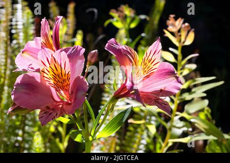 Piante peruviane di giglio (alstroemeria), anche noto come Giglio degli Incas Foto Stock
