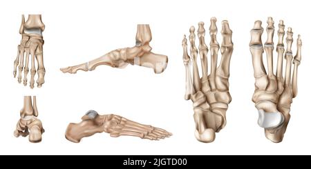 Anatomia realistica delle ossa del piede impostata con viste laterali isolate dello scheletro del piede umano su illustrazione vettoriale di sfondo vuota Illustrazione Vettoriale