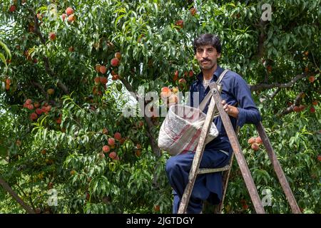 Coltivatore che raccoglie pesche fresche in un frutteto nella valle di Swat, Pakistan. SWAT, PAKISTAN, 22 giugno 2022 Foto Stock