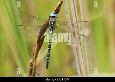 Un raro maschio Migrant Hawker Dragonfly, Aeshna affinis, che perching su una canna nel Regno Unito. Foto Stock