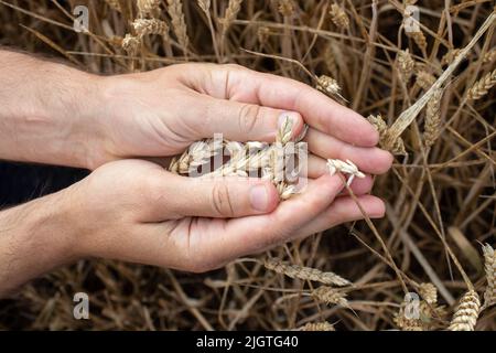 Le mani di coltivatore che tengono grano. Mano maschile che tiene orecchie di grano dorato mature su sfondo campo di grano sfocato. Primo piano, vista dall'alto. Concetto di mietitura Foto Stock