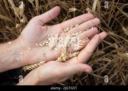 Le mani di coltivatore che tengono grano. Mano maschile che tiene orecchie di grano dorato mature su sfondo campo di grano sfocato. Primo piano, vista dall'alto. Concetto di mietitura Foto Stock