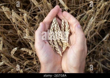 Le mani di coltivatore che tengono grano. Mano maschile che tiene orecchie di grano dorato mature su sfondo campo di grano sfocato. Primo piano, vista dall'alto. Concetto di mietitura Foto Stock