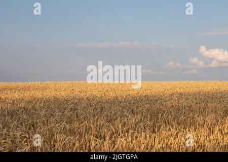 Campo di grano dorato al tramonto. Orecchie di grano giallo maturo contro un cielo tempestoso. Grano nel vento. Ora d'oro. Spazio di copia. Paesaggio estivo Foto Stock