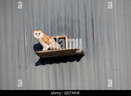 Singolo Barn owl Tito alba emergente da Barn owl box ingresso Cotswolds UK Foto Stock