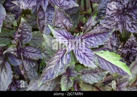 Erbe culinarie, germogli di foglie di basilico viola in un letto da giardino Foto Stock