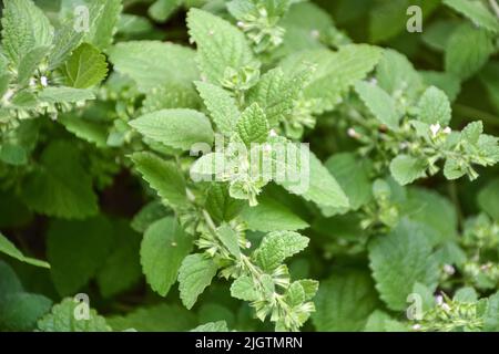 Erbe culinarie della famiglia della menta, balsamo del limone, melissa officinalis nel letto del giardino Foto Stock