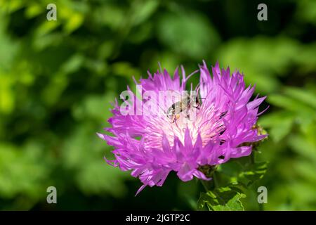 Viola con fiore di mais bianco con un primo piano di ape. Messa a fuoco selettiva. Foto Stock