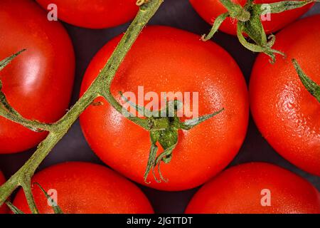 Primo piano di capriate di piccoli pomodori maturi Foto Stock