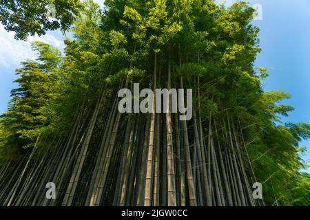 Vista dal basso degli splendidi alberi di bambù verde contro il cielo blu in una giornata di sole Foto Stock