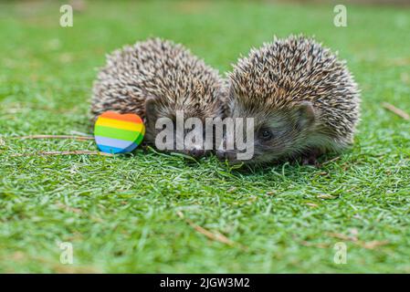 due piccoli ricci con lgbt sull'erba Foto Stock