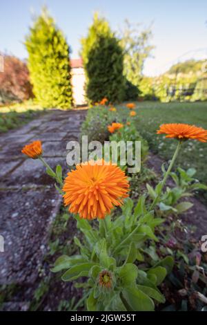 Grazioso fiore arancione marigold in giardino letto di fiori Foto Stock