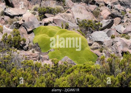 Yareta o Lareta, Azorella compacta, che cresce nelle rocce del Parco Nazionale della Lauca sull'altiplano andino in Cile. Foto Stock