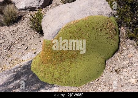 Yareta o Lareta, Azorella compacta, che cresce nelle rocce del Parco Nazionale della Lauca sull'altiplano andino in Cile. Foto Stock