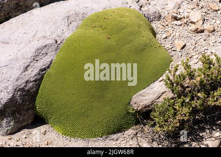 Yareta o Lareta, Azorella compacta, che cresce nelle rocce del Parco Nazionale della Lauca sull'altiplano andino in Cile. Foto Stock