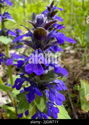 Blue Bugle o Ajuga reptans è pianta erbacea fioritura originaria dell'Europa, fuoco selettivo Foto Stock