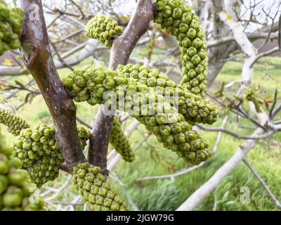 Albero di noce fiore maschio in frutteto, primo piano Foto Stock