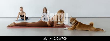 Il cane pratica yoga nella posa della cobra in studio. Le giovani donne meditando con l'animale domestico Foto Stock