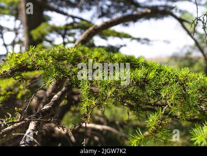 Tannourine Cedar Forest Nature Reserve, Governatorato del Nord Libano, Tannourine, Libano Foto Stock